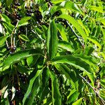 Prunus serotina Листок