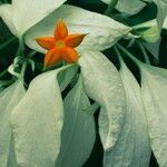 Mussaenda philippica Çiçek