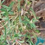 Epilobium dodonaei Levél