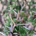 Vachellia tortilis Hoja