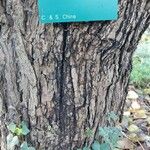 Catalpa bungei Azala