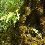 Polypodium interjectum ശീലം