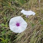 Ipomoea bifloraFlower