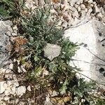 Achillea clavennae Folha