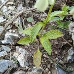 Stachys annua Folla