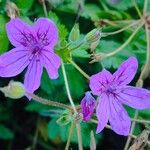Erodium manescavi ফুল