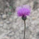 Cirsium tuberosum 花