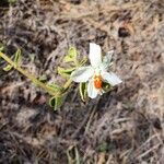Hibiscus flavifolius Цвят
