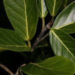 Ficus ovalis Лист