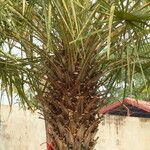 Copernicia alba Hoja