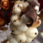 Symphoricarpos albus Fruchs