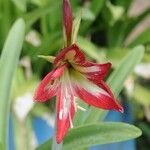 Hippeastrum correienseFloro