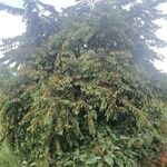 Grewia trichocarpa Hábito