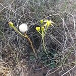 Jacobaea auricula Hábito