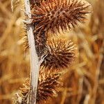 Xanthium strumarium Frucht