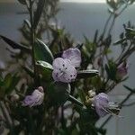 Rhododendron hemitrichotumFleur