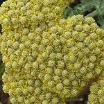 Achillea clypeolata Fleur