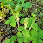 Arisaema triphyllumফুল