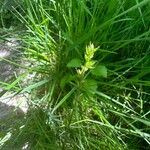 Carex leersii Blodyn