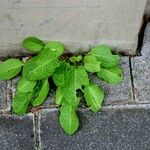 Rumex pulcher Likasa
