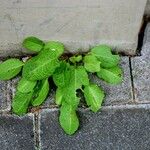 Rumex pulcher Leaf