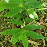 Gibasis geniculata Leaf