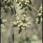 Lomatium dasycarpum Плод