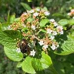 Viburnum lantana 花