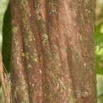 Duroia longiflora кора