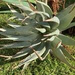 Aloe gariepensis Leaf