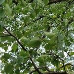 Betula pubescens Leaf