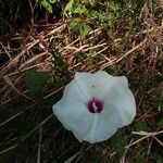 Ipomoea pandurata Květ