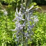 Camassia cusickii Flower