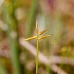 Carex pauciflora Bark