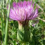 Cirsium acaulon फूल