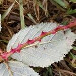 Rubus discolor برگ