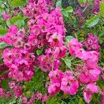 Rosa pendulina Flor