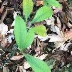 Agarista populifolia