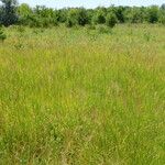 Bothriochloa bladhii Habitat