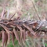 Cunninghamia lanceolata Corteccia