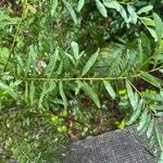Eucalyptus parvula Hoja