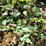 Salvia occidentalis Blatt