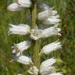 Aletris farinosa Cvet