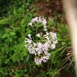 Valeriana dioica Flower