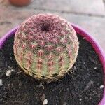 Echinocereus rigidissimus 叶