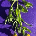 Calendula arvensis Leaf