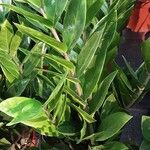 Zamioculcas zamiifolia Habitus