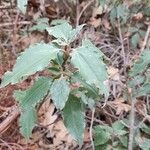 Cistus laurifolius برگ