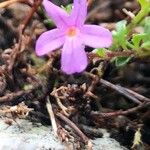 Erinus alpinus Flower