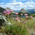 Armeria alpina Other